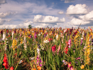 Blumenwiese_5154
