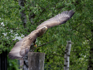 Wild- und Erlebnispark Daun