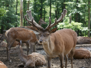Wild- und Erlebnispark Daun
