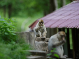 Wild- und Erlebnispark Daun