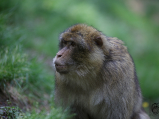 Wild- und Erlebnispark Daun