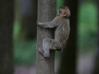 Wild- und Erlebnispark Daun