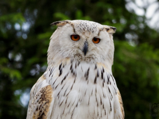 Wild- und Erlebnispark Daun