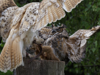 Wild- und Erlebnispark Daun