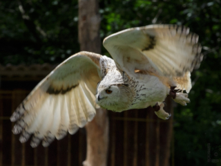 Wild- und Erlebnispark Daun