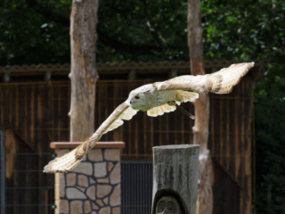 Wild- und Erlebnispark Daun
