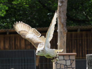 Wild- und Erlebnispark Daun