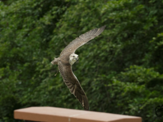 Wild- und Erlebnispark Daun