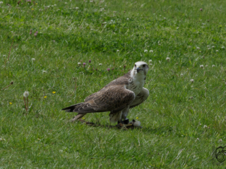 Wild- und Erlebnispark Daun