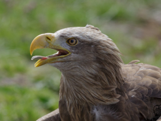 Wild- und Erlebnispark Daun