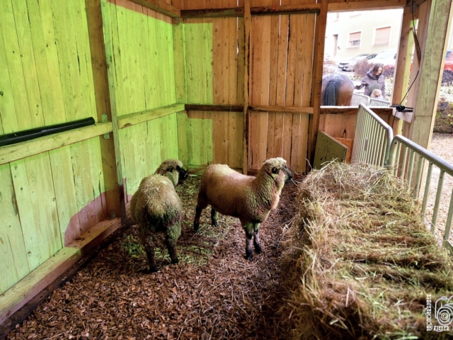 Weihnachtsfenster 6 - Lebacher Stra&szlig;e