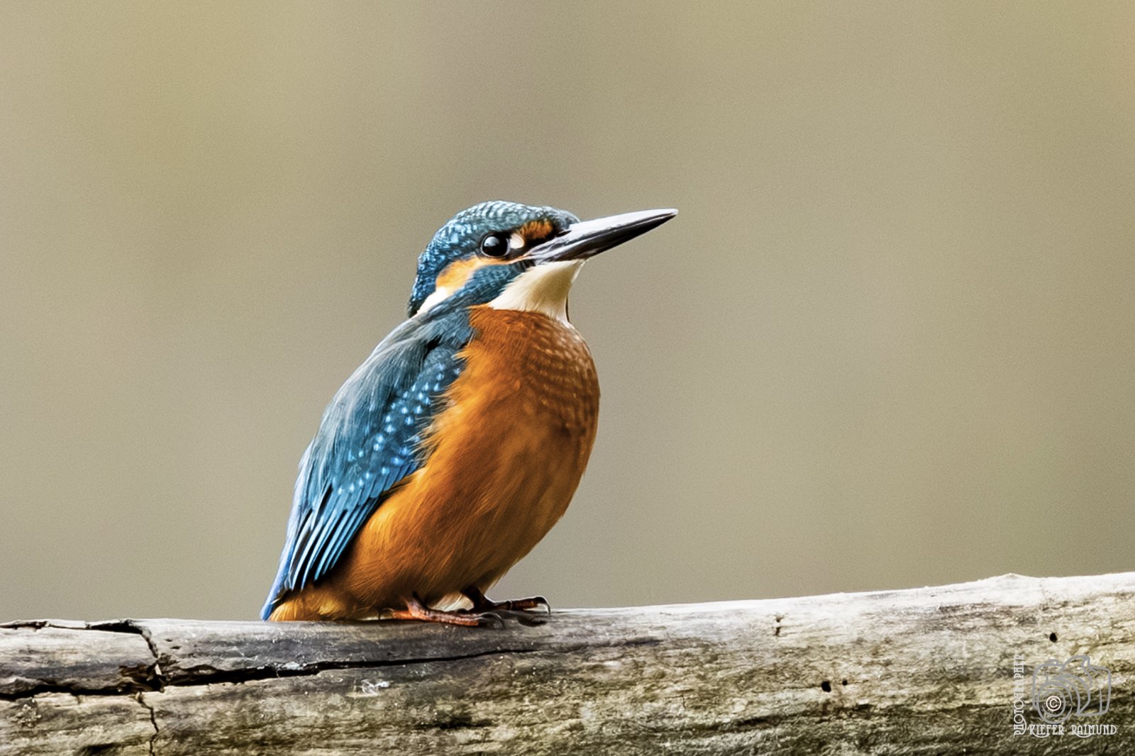 Fotos von Raimund Kiefer