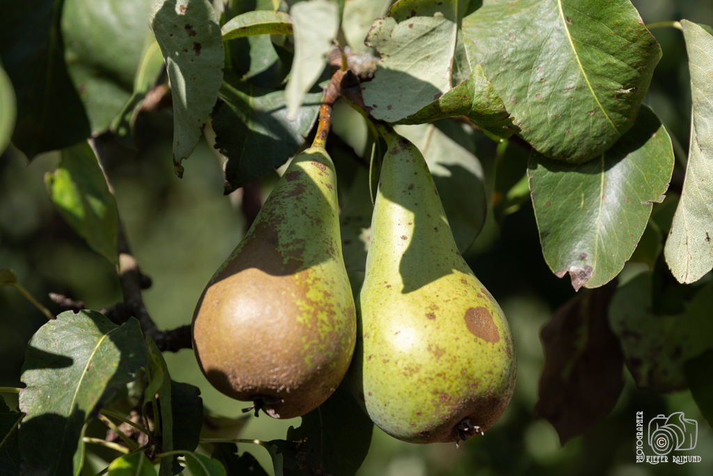 Dorfgarten_5071